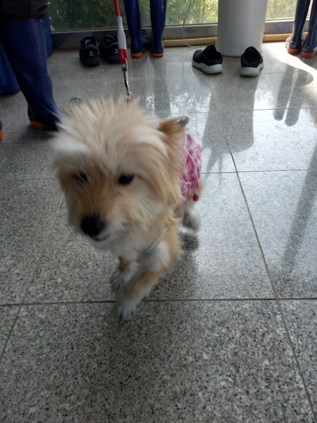 구미시 동물보호센터_447508202300706